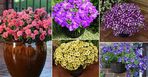 40 Beautiful Types of Petunias | Best Petunia Varieties