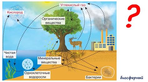 Уровни организации жизни - презентация онлайн
