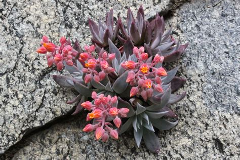 Sequoia Wildflowers