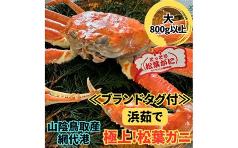 【b 37】鳥取網代港【ブランドタグ付】浜茹で！極上松葉ガニ（大）800g以上【さかなや新鮮組】 鳥取県岩美町 セゾンのふるさと納税