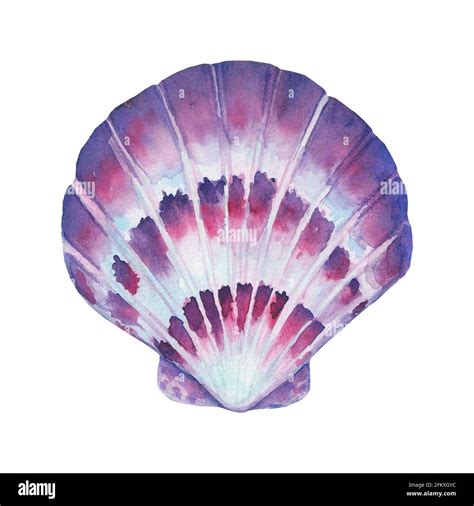 Seashell Watercolor Illustration Watercolour Hand Drawn Sea Shell