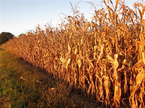 The Corn Field Off The Beaten Path Michigan 1coffeelady Flickr