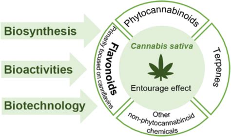 大麻中的 类黄酮生物合成生物活性和生物技术 ACS Omega X MOL