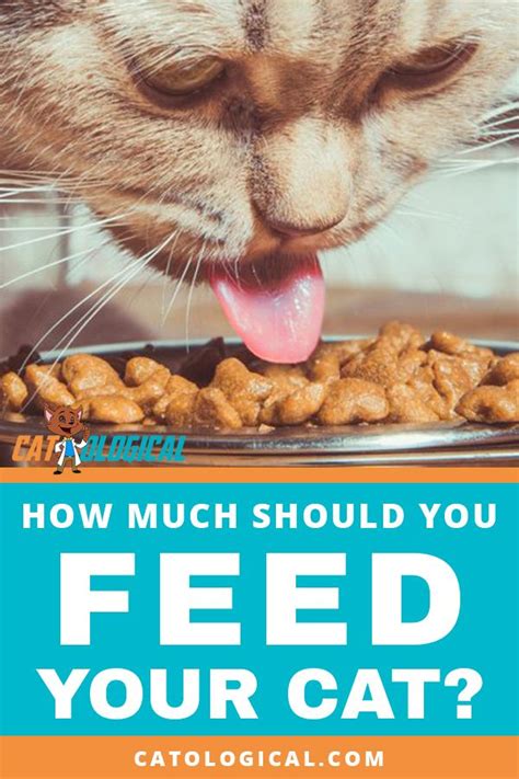 How Much Should I Feed My Cat The Cat Feeding Guide Cat Feeding Cat