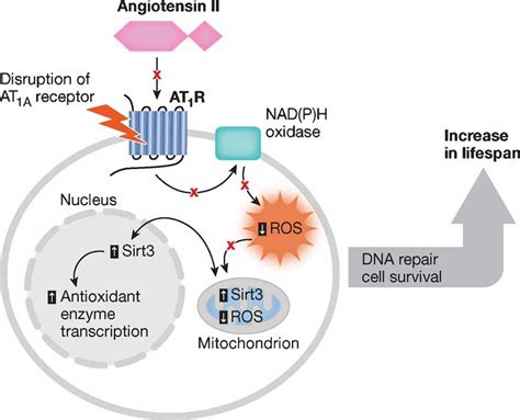 Angiotensin Ii Revisited New Roles In Inflammation Immunology And