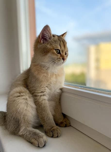 Premium Photo British Shorthair Cat Golden Chinchilla