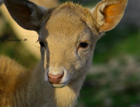 Baby Fallow Deer By Morganes Photographe On Deviantart