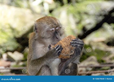 38 Monkey Holding Coconut Photos Free And Royalty Free Stock Photos