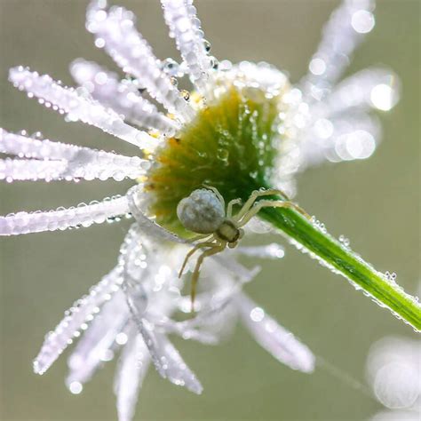 Control De Ara As Blancas En Plantas Consejos Efectivos Para Eliminar