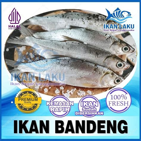 Jual Ikan Bandeng Premium Cikarang Tambun Fresh Termurah Bergaransi