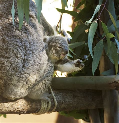 Koala Steckbrief Alles Wichtige über ihr Leben Co Galileo