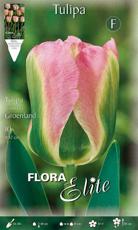 Viridiflora Tulpe Groenland 10 Stück Tulpenzwiebeln von Flora Elite