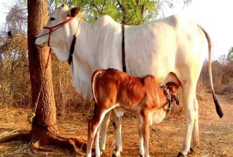 वो मुसलमान जिसने दिल्ली में गाय की क़ुर्बानी बंद करवाई Bakrid 2018