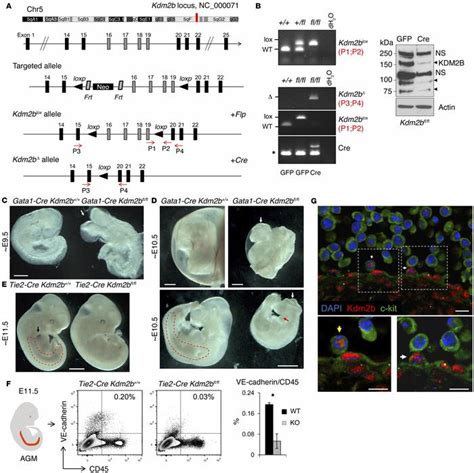 Jci Histone Demethylase Kdm2b Regulates Lineage Commitment In Normal And Malignant Hematopoiesis