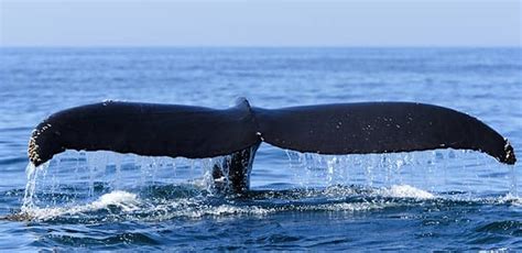 Bar Harbor, Maine Bar Harbor Whale Watching Excursion | Norwegian ...