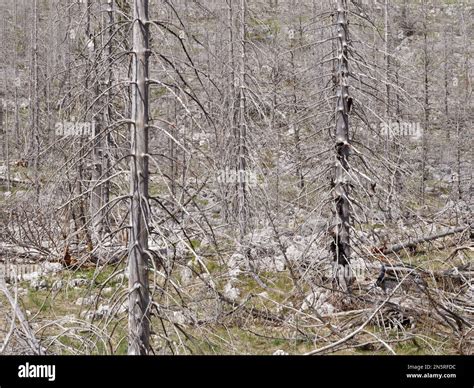 Burned Dead Forest Aftermath Of A Devastating Fire Consequences Of