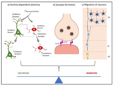 Neurodevelopmental Stages That Contribute To The Excitation Inhibition