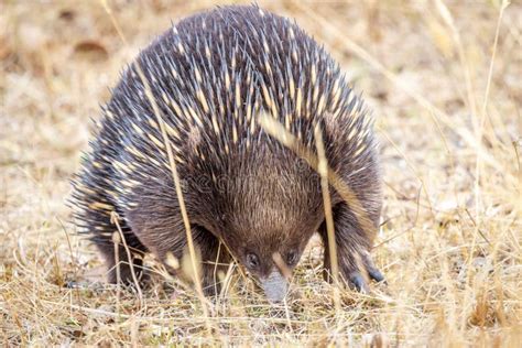 Echidna De Pico Corto Salvaje Que Forrajea En La Roca De La Ejecuci N