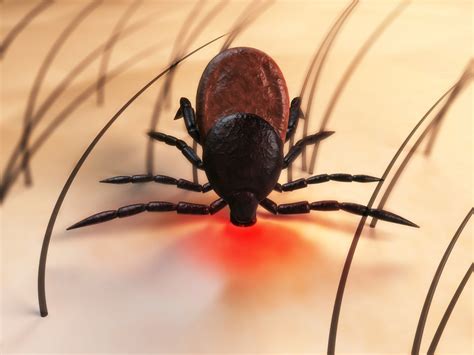 Garrapatas En Humanos Peligros Consecuencias Tratamiento Y Más