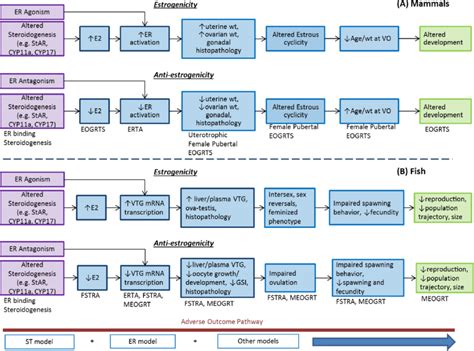 Adverse Outcome Pathway Aop Networks For Estrogenicity And