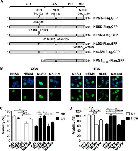 Regulation Of Neuronal Survival By Nucleophosmin Npm Is Dependent