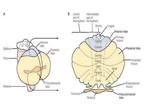 Anatomy Of Cerebellum Drsajith Md Rd