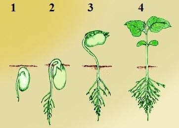 Seed Germination Diagram