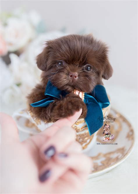 Chocolate Shih Tzu Breeder | Teacup Puppies & Boutique