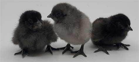 Black And White Baby Chickens