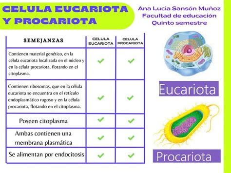 Cuadro Comparativo De Semejanzas Y Diferencias De La Celula Eucariota Y Images