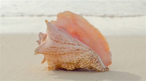 When Choosing Fresh Conch, It's All About The Color