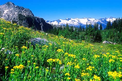 Flowers On Mountain Slope Rocks Lovely Grass Bonito Sky Freshness