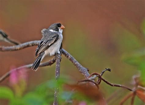 Foto Golinho Sporophila Albogularis Por Rosembergg Loures Wiki Aves