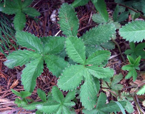 Creeping Cinquefoil, identify and control this lawn weed