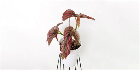 Rex Begonia: Plant Care & Growing! | Plantcarefully