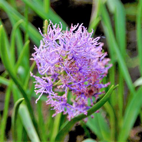 Gleaming Purple Grape Hyacinth Bulbs for Sale | Plumosum – Iplantbulbs