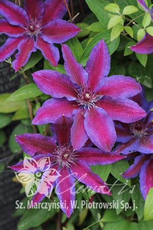 Клематис Акаиши Clematis Akaishi купить саженцы | Сад от А до Я
