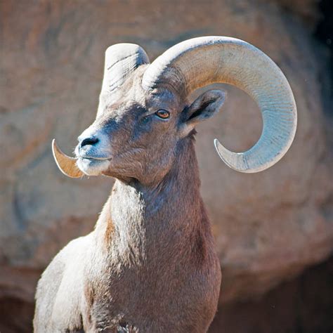 Royalty Free Ram Animal Pictures Images And Stock Photos Istock