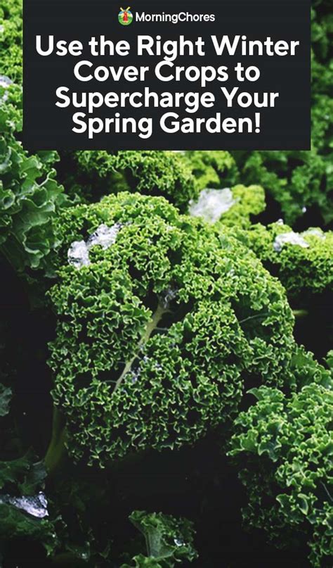 Use The Right Winter Cover Crops To Supercharge Your Spring Garden