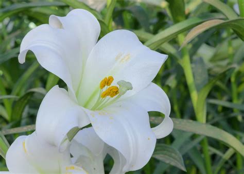 Easter Lily 🌸 🌿 Celebrate Renewal With A Springtime Favorite