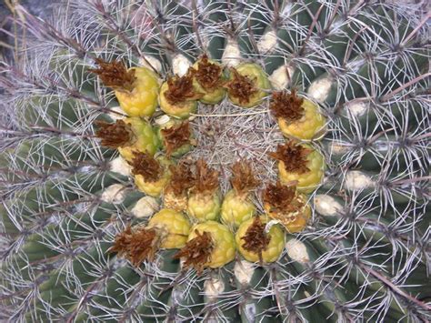 Barrel Cactus Arizona Barrel Cactus Flowering In January 2