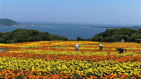 Nokonoshima Flower Islandlive Walking In Japan Youtube