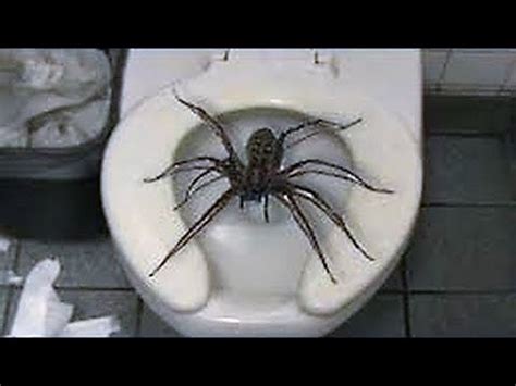 The Most Scariest Spider In The World