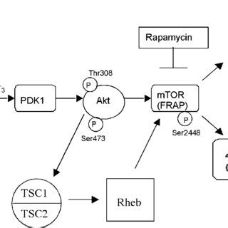 Simplified Mtor Signal Transduction Pathway Diagram The Mammalian