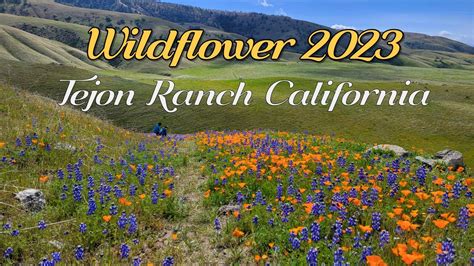 Arvin Wildflower 2023 Youtube