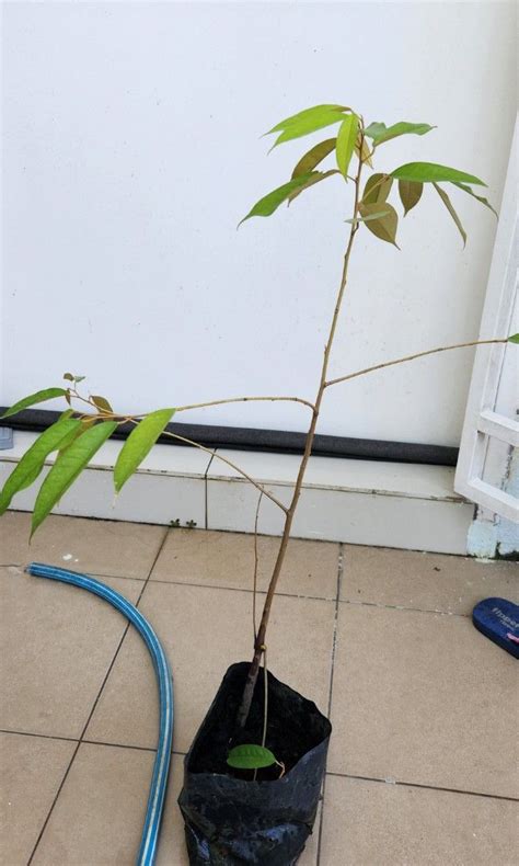 Durian Plant Musang King And Black Torn Furniture Home Living