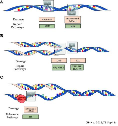 Dna Repair Pathways And Cisplatin Resistance An Intimate Relationship