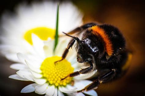 Bumblebee Bee Flower Free Photo On Pixabay Pixabay