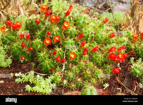 State Cactus Of Texas High Resolution Stock Photography And Images Alamy