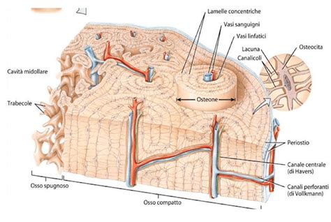 Aspetto E Struttura Delle Ossa